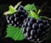 Symbol Blackberries slot Respin Bells by Casimi