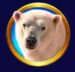Symbol Polar bear slot Frozen Queen by Tom Horn Gaming