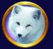 Symbol Arctic fox slot Frozen Queen by Tom Horn Gaming