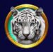 Symbol Snow tiger slot Frozen Queen by Tom Horn Gaming