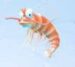 Symbol Shrimp slot PengWins by Tom Horn Gaming